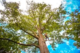 Best Storm Damage Tree Cleanup  in Pulaski, VA