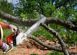 Trusted Pulaski, VA Tree Removal Experts