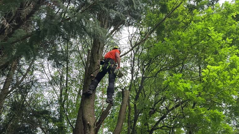 Best Tree Mulching  in Pulaski, VA