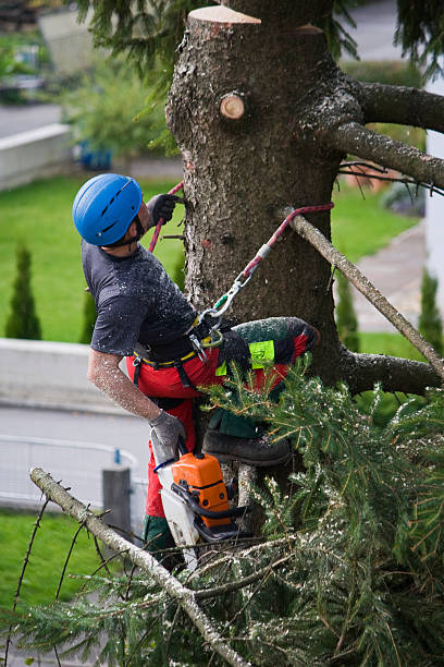 Best Seasonal Cleanup (Spring/Fall)  in Pulaski, VA