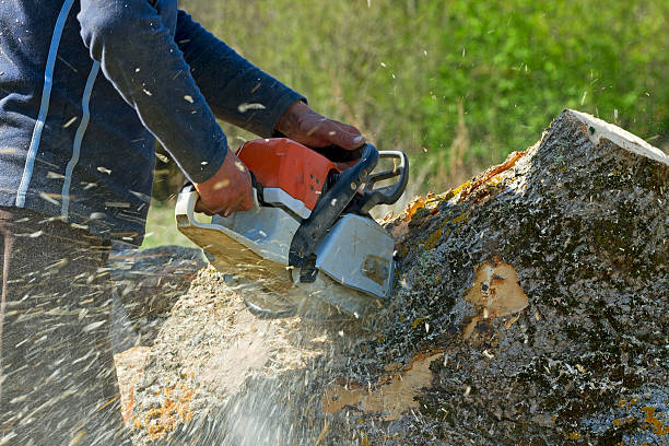 How Our Tree Care Process Works  in  Pulaski, VA