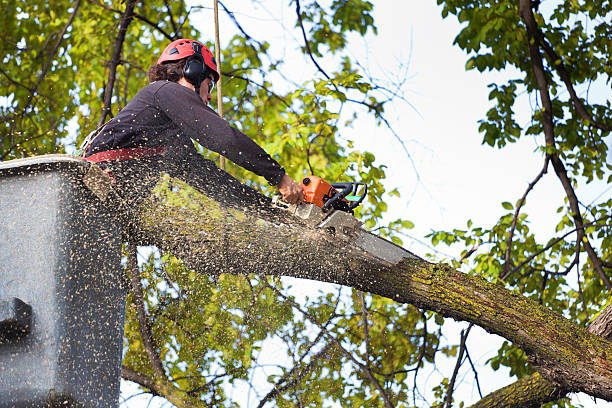 Best Tree Health Inspection  in Pulaski, VA