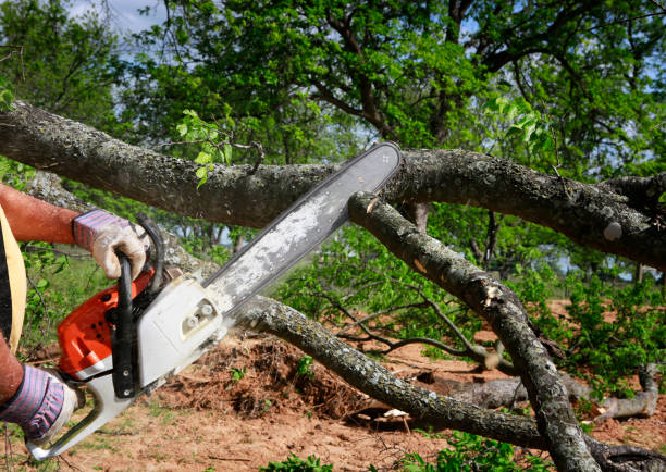 Best Firewood Processing and Delivery  in Pulaski, VA